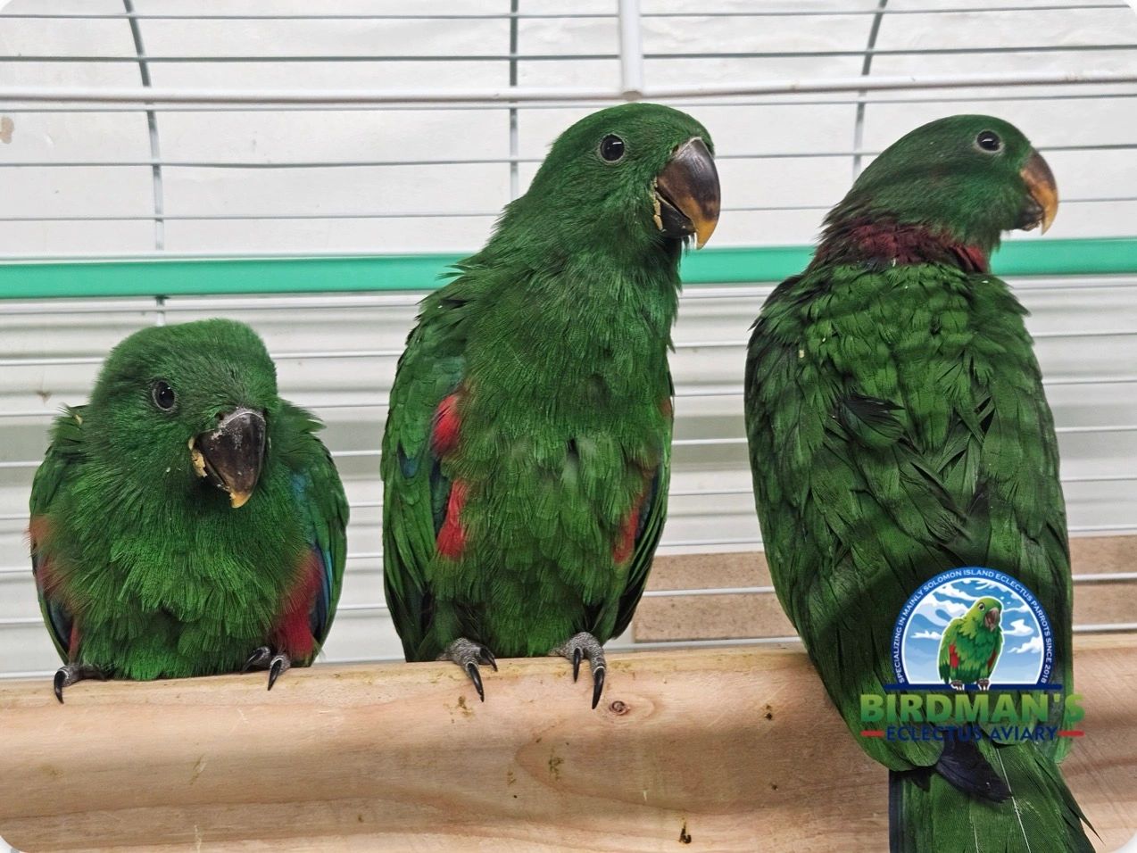 A closer look at Parrot Bird Aviary Maintenance Tips